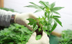 After Leaping 29% Aurora Cannabis Inc. (TSE:ACB) Shares Are Not Flying Under The Radar