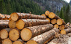 Investors Still Waiting For A Pull Back In Yunnan Jinggu Forestry Co.,Ltd (SHSE:600265)