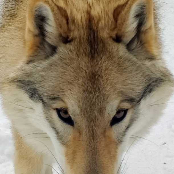 TheGrayWolf_80