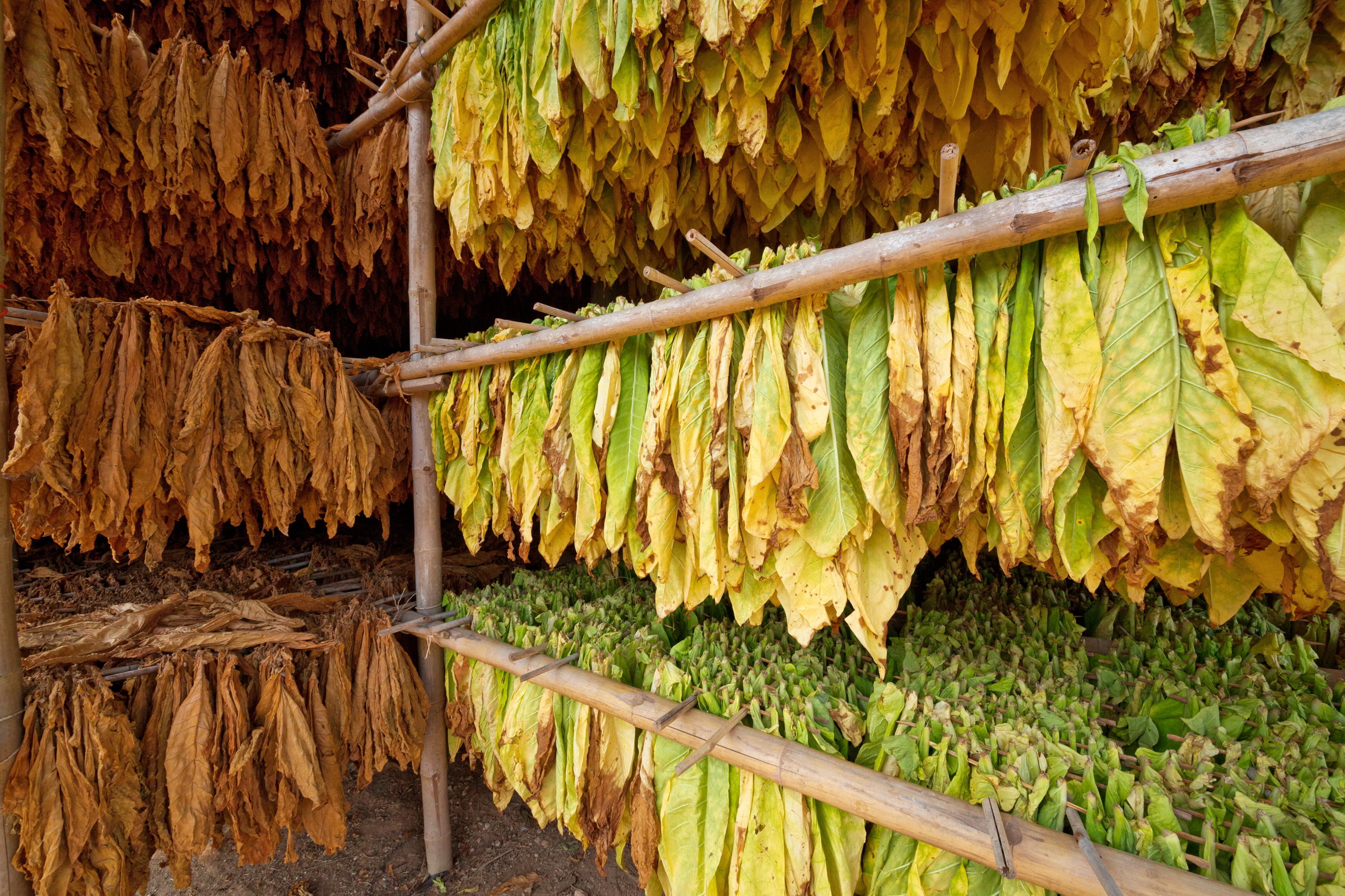 how to get tobacco out of your system quickly Quit Tobacco